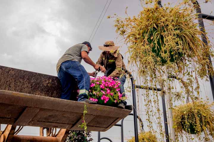 Cambian las plantas de los maceteros colgantes del puente de Cala Cala