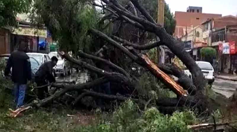 Emavra y otras entidades atienden caída de 11 árboles durante jornada de lluvias